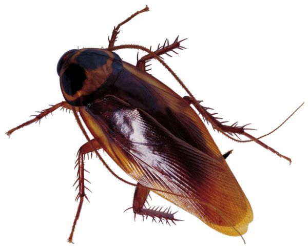 CONTROLE BIOLOGICO DE BARATA, FUNGO METARHIZIUM ANISOPLIAE